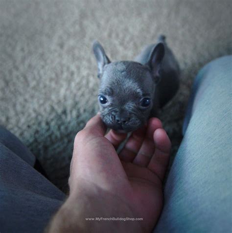 The french bulldog resembles a bulldog in miniature, except for the large, erect bat ears that are the breed's trademark feature. A Baby Blue French Bulldog Puppy | Bulldog puppies, Blue ...
