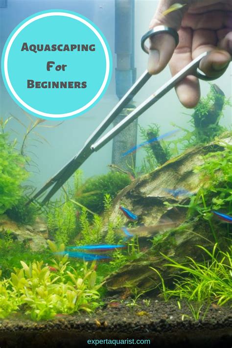 I can't promise you an easy way to an a+ aquascape, but what i can do in this aquascaping guide is give you three easy tips. Aquascaping for Beginners: Step-by-Step Guide | Aquascape ...