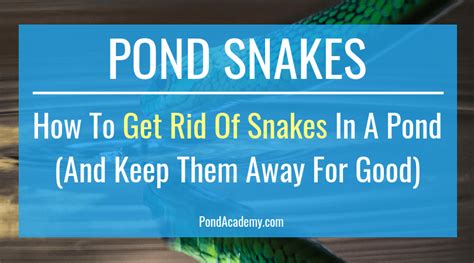 Yet, it is highly effective in stopping them from further burrowing. Snakes can be a real nuisance for pond owners, especially ...