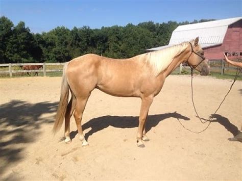 If you are looking for a horse or would like to sell a horse, ehorses is a professional online platform for the purchase and sale of horses of all breeds. Gorgeous Palomino Gelding - Quarter Horse for Sale in ...