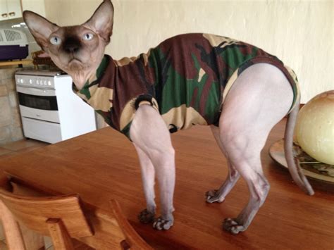 You more than likely have many questions about why exactly your cat pants, and about what you can do. Stud Pants & Onesies - Sphynx Cat Gear|Custom Clothing for ...