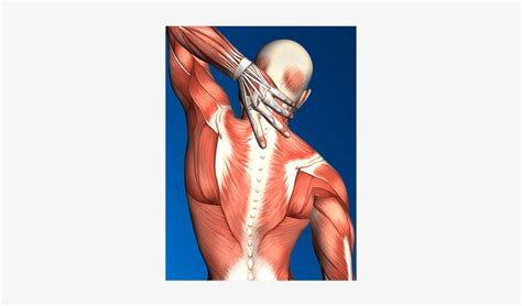Muscles of the back can be divided into superficial, intermediate, and deep group. Back Muscle Diagram - Muscles Of The Back