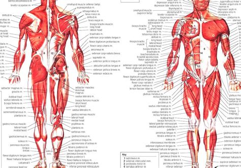 Many muscles located close together in a specific region of the body are named after their size. List Of Muscles Of The Human Body - Human Anatomy Muscles