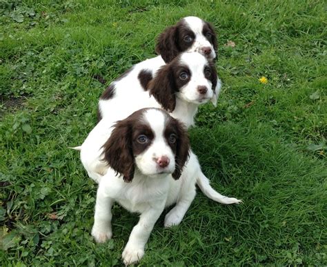 Check out our cocker spaniel puppy selection for the very best in unique or custom, handmade pieces from our shops. Sweet Little Sprocker Spaniel Pups | Wimborne, Dorset ...
