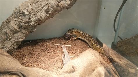 Cope's arboreal alligator lizard (abronia aurita) is a species of lizard found in two isolated locations in guatemala, one in the alta verapaz department and one in the jalapa department. Alligator Lizard Chomping on a Roach - YouTube