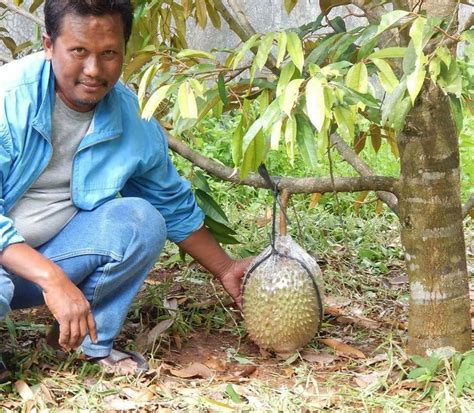 Nanam durian musang king kaki tiga cara menanam durian musangking. Berita TV Malaysia: JOM TANAM DURIAN MOTHONG