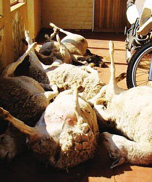 Corruption is a crime you know all of us at crime in south africa i am sure agree. graphic photo's of farm murders In South Africa - Radio ...