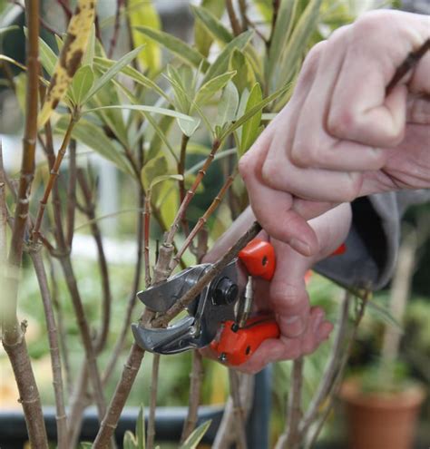 Solange oleander (nerium oleander) reichlich blüht und üppig wächst, ist ein schnitt an sich nicht erforderlich. Oleander | Kübelpflanzen, Alles über pflanzen, Pflanzen