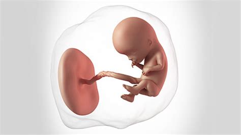 Hamil 2 minggu, terjadi pembuahan dan rahim menebal doktersehat. Perkembangan Janin - Hamil 12 Minggu | Enfa