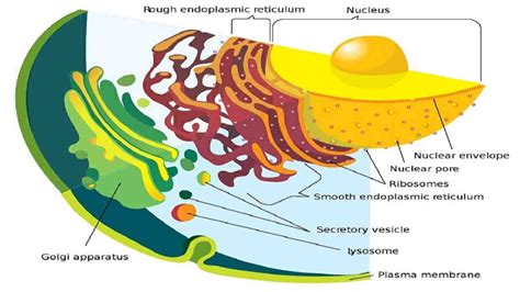 Plastida hanya bisa ditemukan pada sel tumbuhan karena pada. Fungsi Ribosom pada Sel Tumbuhan, Pengertian, Ciri-Ciri ...