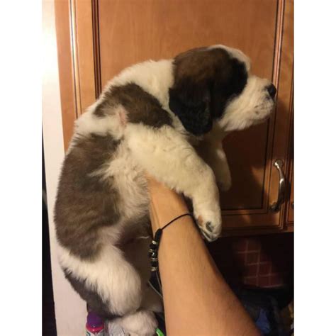 Saint bernards originally worked as avalanche search and rescue dogs because of their incredible sense of smell and strong build. Saint bernard puppies for sale one male left in Kansas City, Kansas - Puppies for Sale Near Me