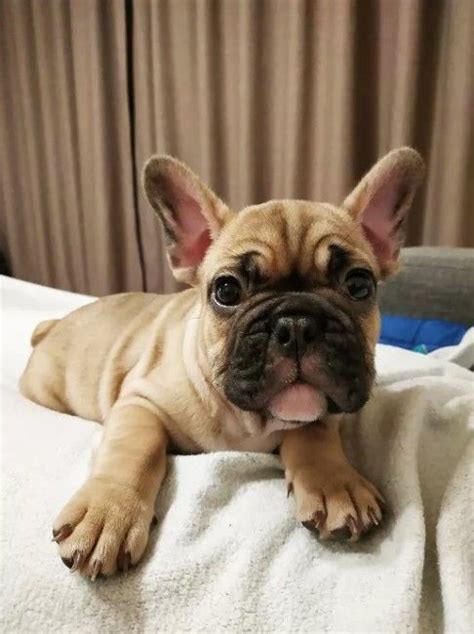 It's pretty clear that the french bulldog's look, temperament, and style affect the names chosen for them. Top 160 Most Popular Female Dog Names | French Bulldogs ...