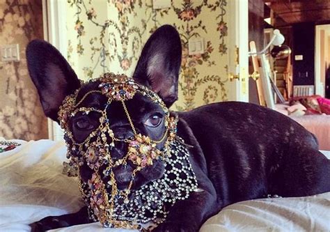 A look back at lady gaga's french bulldog asia and her best moments on the singer's instagram. Lady Gaga And Her Dog - Lady Gaga Age