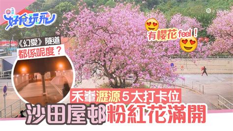 大久保麻梨子（日语： 大久保 麻梨子 ，1984年9月7日 － ），中文名盧禹薇，曾用藝名大久保麻理子，出生於日本 長崎縣，原為寫真偶像，現今在台灣從事演員以及其他藝能活動。 沙田偽賞櫻一日遊5大打卡景點 禾輋井型屋邨景、《幻愛》隧道景｜香港01｜旅遊
