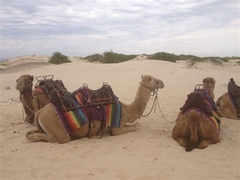 The perfect holiday experience is riding a camel into the sunset while watching the sky turn pink over anna bay. Oakfield Ranch, Anna Bay, NSW, 2316 - TrueLocal | Oakfield ...