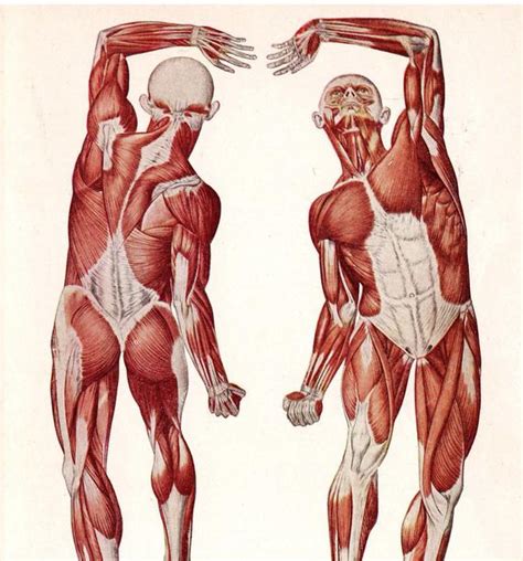 The muscles of the back can be arranged into 3 categories based on their location: 1947 Medical Anatomy Illustration Nice Bum Guy. The