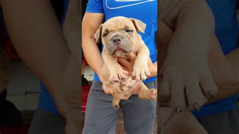 American bully là một giống chó cảnh ngoại xuất hiện ở việt nam từ khá lâu. Bully American | Trại Chó Bully American | Quốc Bully | 0908326070 | Quoc Pagoda Kennels - YouTube