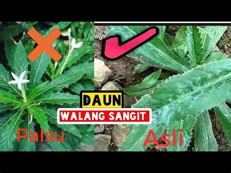 Check spelling or type a new query. Virall!! Perbedaan DAUN WALANG SANGIT dan daun kotolot di ...