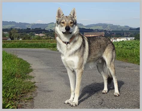 Смотреть что такое wolfshund в других словарях: Tschechoslowakischer Wolfshund . Foto & Bild | tiere ...