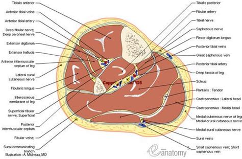 Collectively, they act to dorsiflex and invert the foot at the ankle joint. Long Bones Of Human Body Human Anatomy Cross Sectional ...