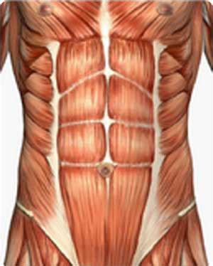 Let's learn more about the anatomy of the abdomen. health and fitness for life: Featured Workout: Abdominal ...