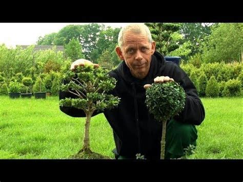 Der gewöhnliche buchsbaum (buxus sempervirens) wächst auf fast jedem boden, so lange dieser nicht sauer ist. Pin auf Detlef Römisch