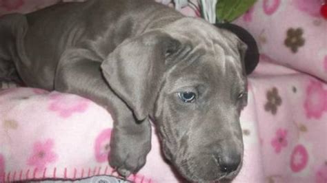 She is excellent with kids and has the best personali… AKC Blue Great Dane Male Puppies for Sale in Akron ...