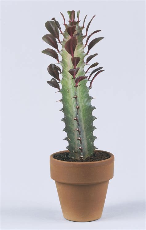 Small green leaves grow between the spines on the wavy stems and when the rubra variety is grown the leaves are reddish purple. 15 of the Best Types of Cactus You Can Grow at Home in ...