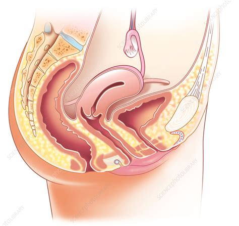 This can effectively educate everyone on the female human body. Female pelvic anatomy, artwork - Stock Image - C010/7098 ...