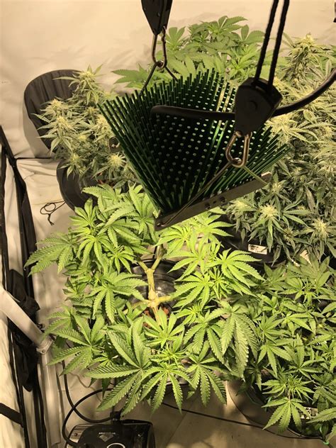 Best cheap lights for growing weed. Daisies By Timber Grow Lights | 420 Magazine