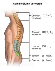 Kidneys and bladder are part of the urinary systems. Computed Tomography (CT or CAT) Scan of the Spine | Johns ...