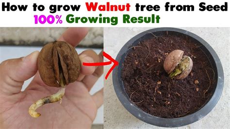 Shop online at park seed for a complete selection of houseplants for the home. How to Grow Walnut Tree from Seed at home Easy Process DIY ...