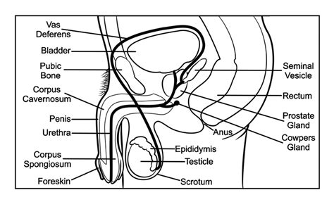 Editable vector illustrator cc file (editable live text). Anatomy Of The Human Male Reproductive Tract Download ...