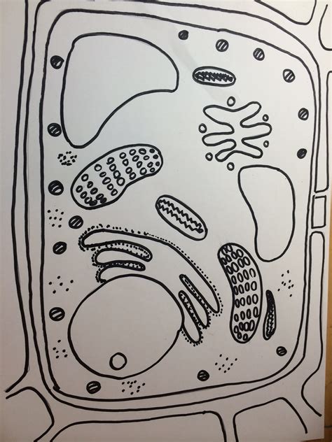 Colorful animations make this flash. ImageQuiz: Plant Cell Quiz