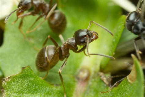 Maybe you would like to learn more about one of these? Ants! With and without wings... -- Macro in photography-on ...