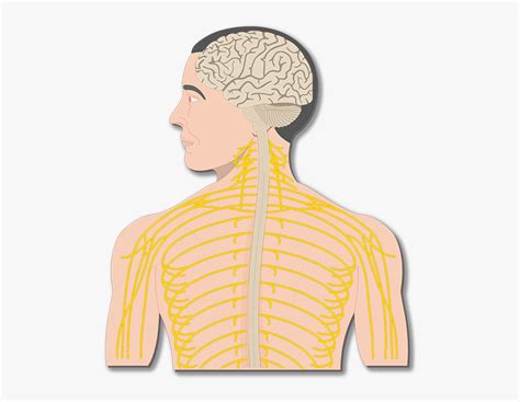 An online study guide to learn about the structure and function of the human nervous system parts using interactive animations and diagrams demonstrating all the essential facts about its organs. Unlabeled Nerve System Diagram - Aflam-Neeeak
