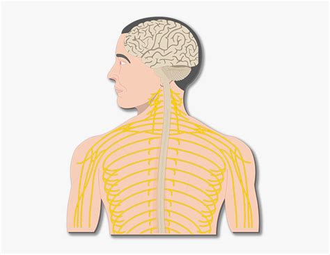The central nervous system is made up of the brain and spinal cord. Unlabeled Labeled Nervous System Diagram - Aflam-Neeeak