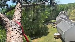 Pine top kisses fence ‭ #stihl #treework #treeservice #treeremoval #treelife #treeguys #hardwork #workhard #chainsaw #smallbusiness #verticaltrees #arborist #climbing #climber #treeclimber #treestuff #treeservicelife #bluecollar #georgia #portedchainsaw #portedsaw | Vertical_Trees