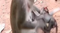 Part_3_Baby_monkeys_being_bullied_by_big_monkeys_in_the_herd.mov