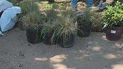 Flower bed re do 136 plant installation/ 9 yard mulch installed | Elite Landscaping & Irrigation LLC