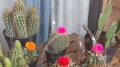 #cactus #adsonreels #highlights | Jan Sen