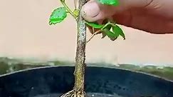 best & 99% successful method for growing and planting mulberry fruit trees with guava stimulants. #gardening #bhfyp #nutrition #fruitlover #fruits #fitness #fruitgarden #shortsfeed #instagram #tree #fruittree #fruittrees #grafting #reelsvideo #shortsreels #shortsviral #garden #shortsvideo #satisfying #fruit #shots #reelsfb #fruitsalad #freshfruit #agriculture #trees | Tree Garden