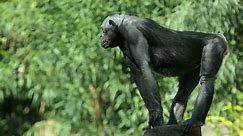 Un chimpanzé bonobo mâle alpha surveille : vidéo de stock (100 % libre de droit) 8504557 | Shutterstock