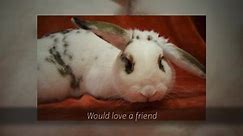 Adoption Event Saturday June... - Friends of Unwanted Rabbits
