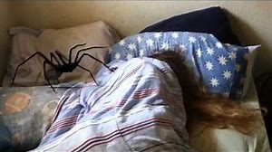 Giant Spider sneaks into her bedroom