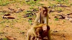 Oh how cruel the baby monkey was, biting and beating him #Slimmonkeys