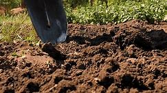 Tillage. Gardener digging soil preparation. Farmer digging in garden spade soil shovel digging spade grass. Man shoveling dirt shovel in ground. Gardening. Farming garden work in rubber boots farm