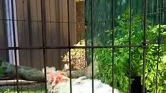 Bird Enjoys Shower From Hose Inside His Cage On Hot Summer Day