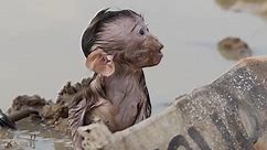 The crying baby monkey refuses to play in the water because he is hungry for milk and suffers more injuries.