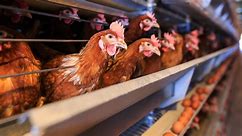 What we can VERIFY about bird flu amid the current outbreak